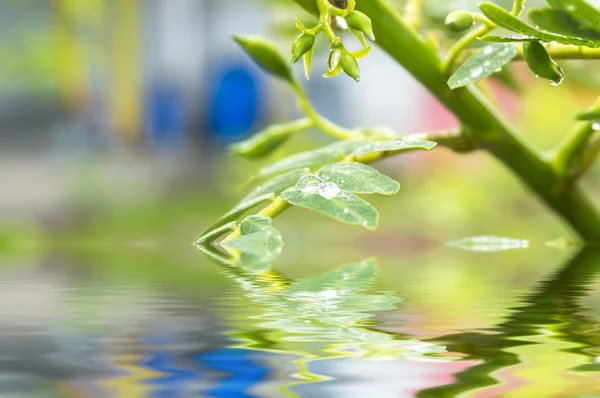 Groene bladeren — Stockfoto