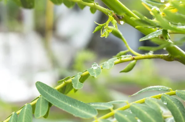 Green leaves — Stock Photo, Image