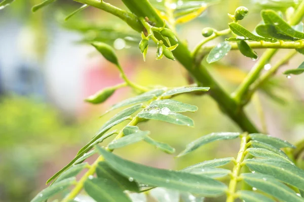 Green leaves — Stock Photo, Image