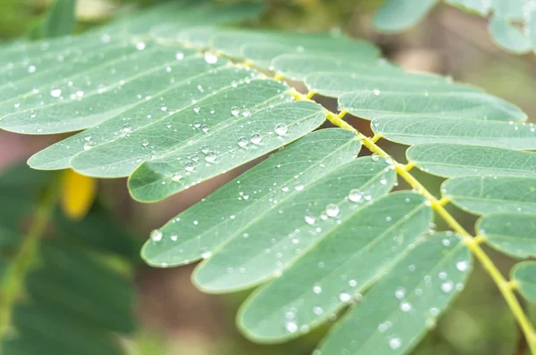 Green leaves — Stock Photo, Image