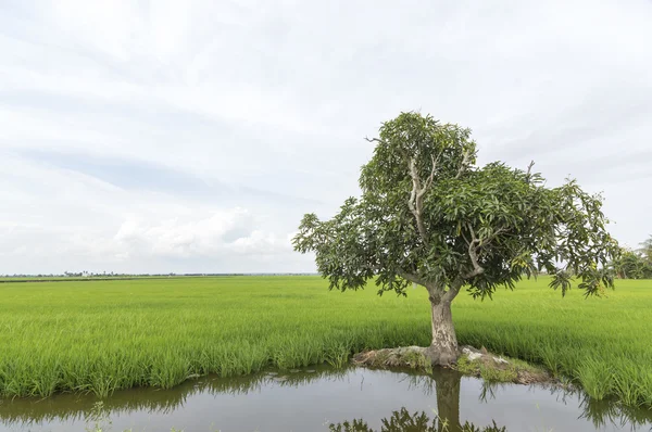 Campos de árvores e arrozais — Fotografia de Stock