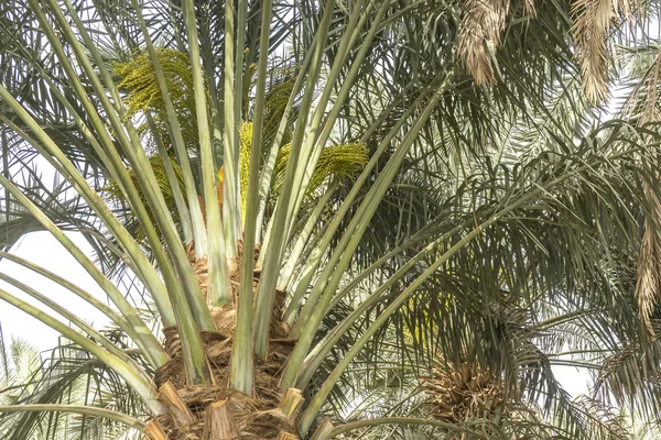 Date tree — Stock Photo, Image