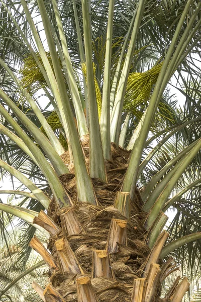 Date tree — Stock Photo, Image