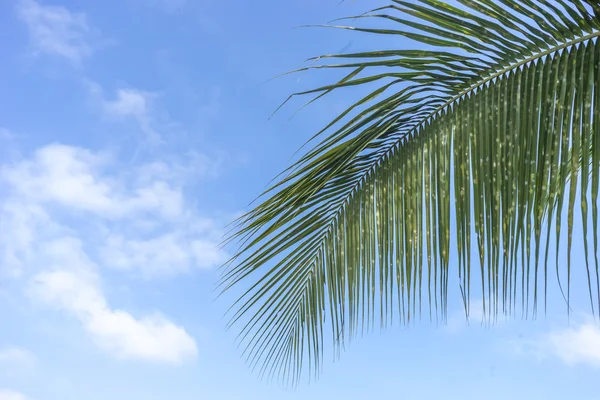 Palmera — Foto de Stock