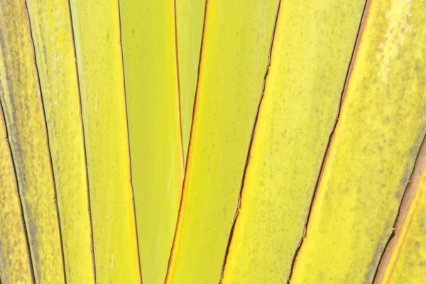 Banana leaf — Stock Photo, Image