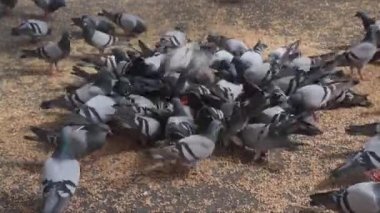 Bir grup güvercin kuşu