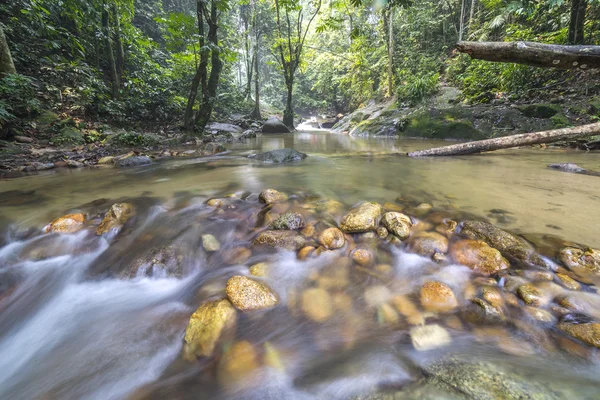 Corrente de água na floresta tropical — Fotografia de Stock