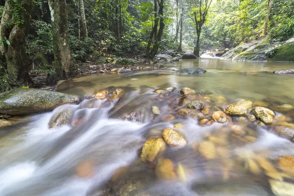 Water stream in tropical forest — Stock Photo, Image