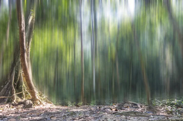 Floresta verde natural — Fotografia de Stock