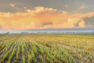 Paddy alanının doğal