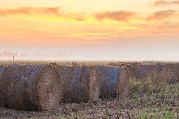 Rolos Palha Paddy Com Nascer Sol Céu Dourado Fundo — Fotografia de Stock