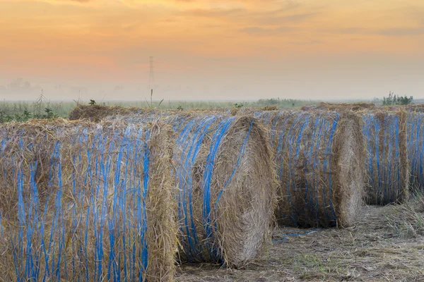 Rouleau de paille de riz — Photo