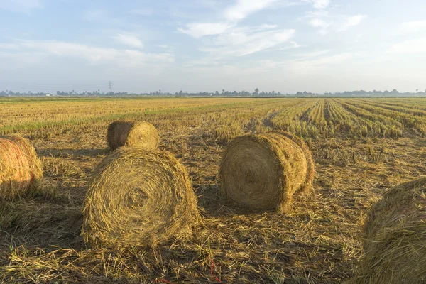 Rouleau de paille de riz — Photo