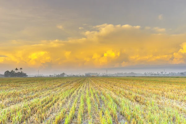 Campo Arroz Con Cielos Anaranjados —  Fotos de Stock