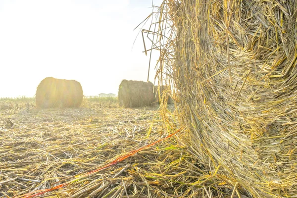 Paddy saman rulo — Stok fotoğraf