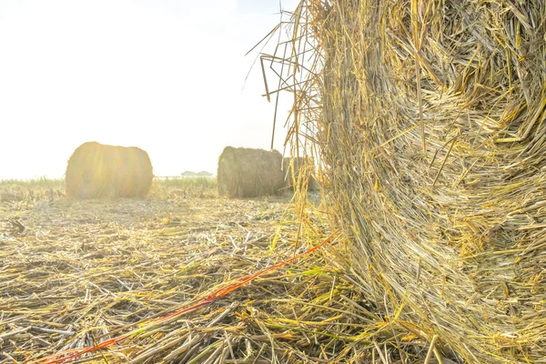 Rouleau de paille de riz — Photo