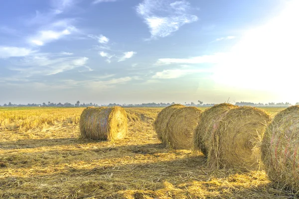 Rolo de palha paddy — Fotografia de Stock