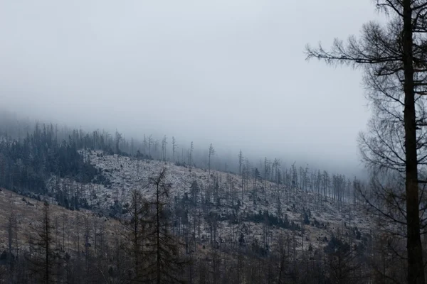 Textura de los pinos en la niebla — Foto de Stock