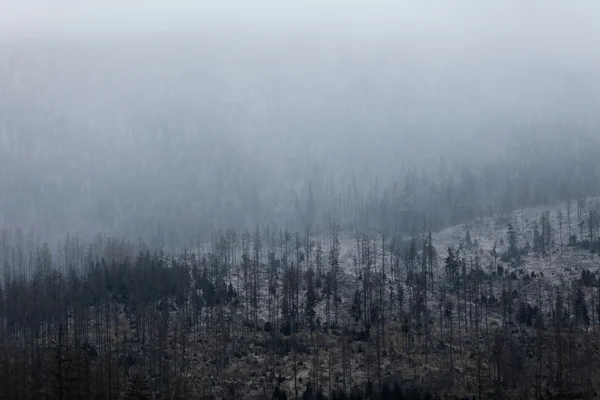 Textura de los pinos en la niebla —  Fotos de Stock