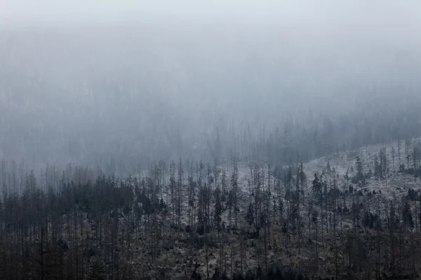 Textura de los pinos en la niebla — Foto de Stock