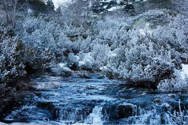 Férias agulhas evergreen — Fotografia de Stock