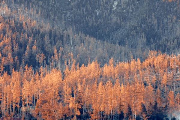 Paisaje de pinos ardientes al atardecer — Foto de Stock