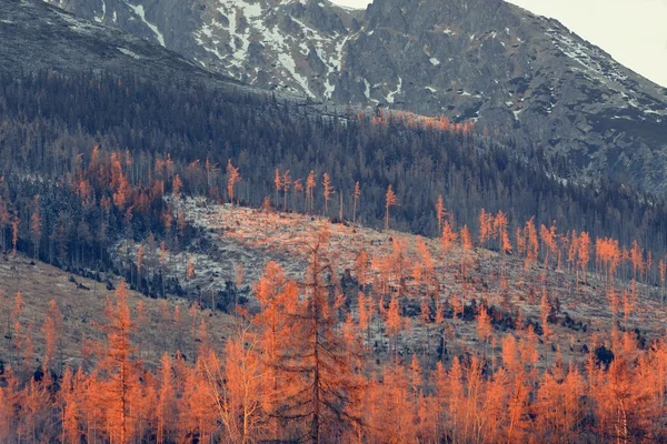 Paisaje de pinos ardientes al atardecer — Foto de Stock