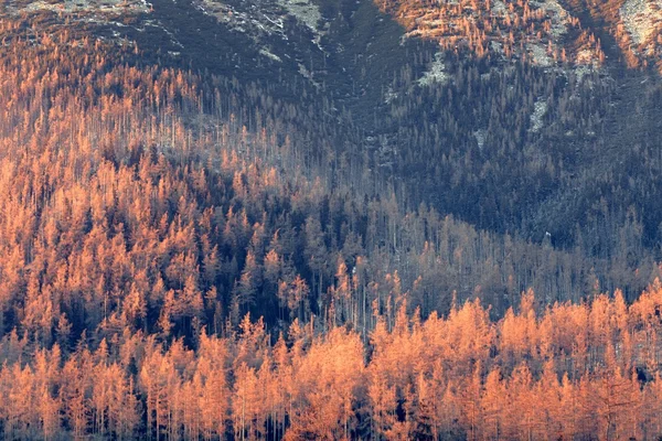 Paisaje de pinos ardientes al atardecer — Foto de Stock