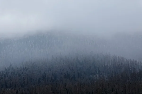 Textura de los pinos en la niebla Imagen de archivo