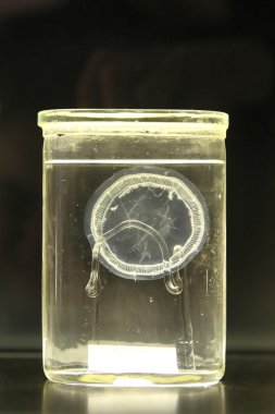 Formaldehit deniz yaratıkları