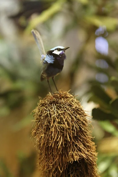 Små exotiska fågeln — Stockfoto