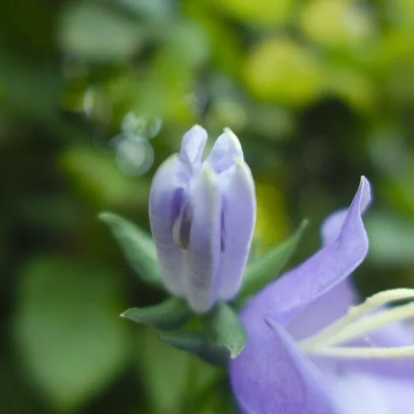 緑の背景色と紫色の花 — ストック写真