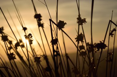 Kontrast siluetleri arkalarındaki güneş ile gündoğumu, ot ve bitkiler alan