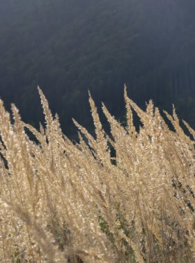 Mavi gölge dikey görünüm ile orman önünde altın dikenli bitkiler ile sonbahar alan