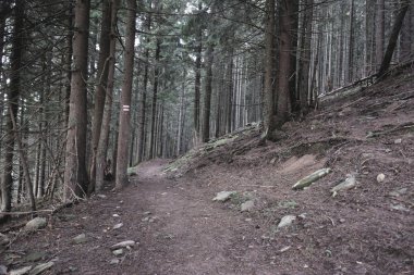 Gizemli ormanın Karpatlar, Ukrayna'da ağaçlarda yolu etiketlerle hiking
