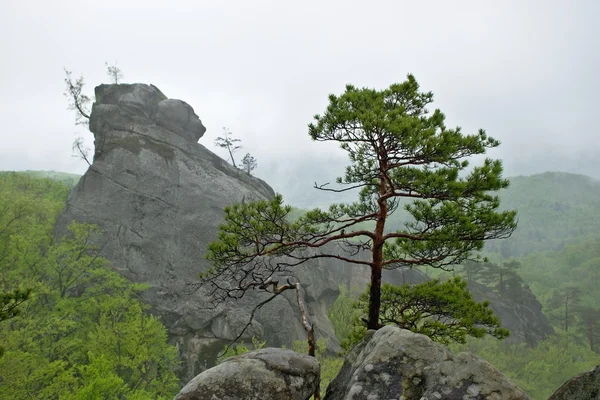 Toppen av en klippa i den gröna skogen med en tall — Stockfoto