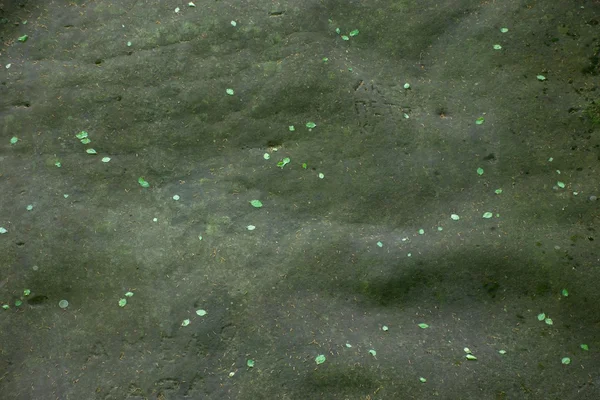 Камінь з приклеєним зеленим листям після шторму — стокове фото