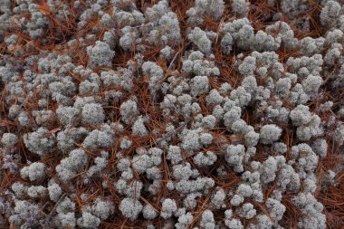 Desen beyaz yosun ile