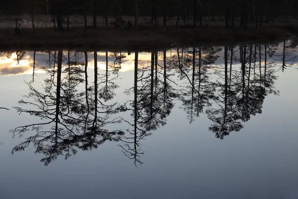 Riflessioni di pini nello stagno — Foto Stock