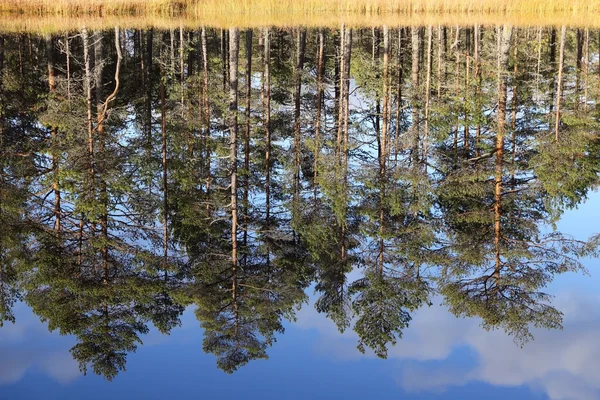 Reflexiones de pinos en el estanque — Foto de Stock