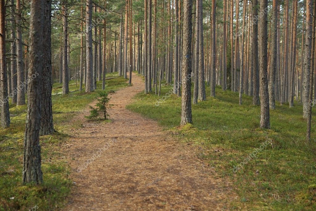 Path in pines