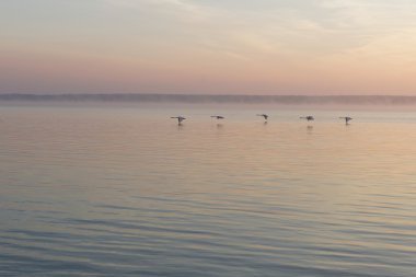 Denizin üzerinde uçan kuğu