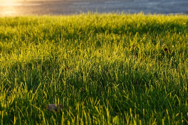 Grass lawn at sunset — Stock Photo, Image