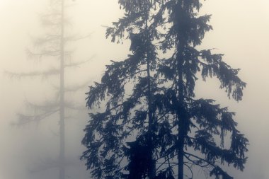 Çam siluetleri siste