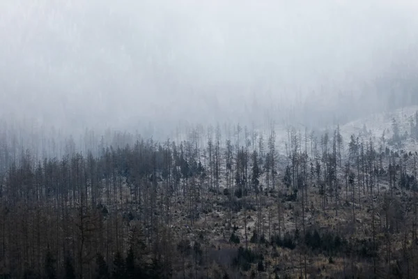 Textura de los pinos en la niebla — Foto de Stock