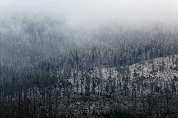 Textura de los pinos en la niebla — Foto de Stock