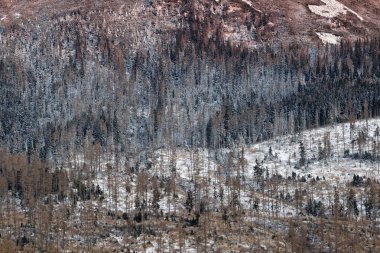 Grafik kar yağdı pines doku