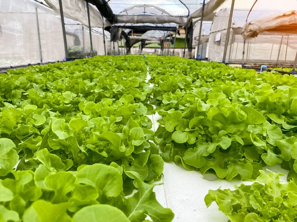 Row of green plant, Green Oak and Red Oak, in Hydroponic vegetables farm