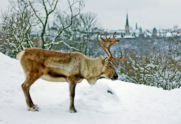 Skansen Park Stockholm bir geyik