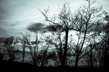 Siyah beyaz ağaçlar 